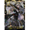 DZ-BT01/FFR11EN Divine Sister, Biscotti Double Frame Rare (FFR)