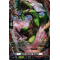 DZ-BT05/FR03EN Storm Slasher Dragon Frame Rare (FR)